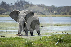 Adult bull elephant wading through wet plains of Amboseli in Kenya