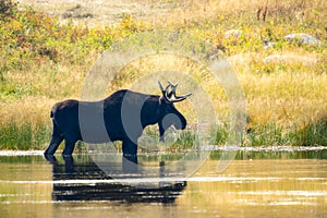 An Adult Bull Moose Alces alces Standing in a Mountain Lake in Colorado