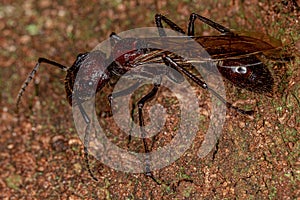 Adult Bullet Ant Queen