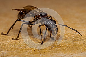 Adult Bullet Ant Queen