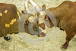 2 adult bulls butting heads photo