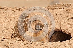 Adult Burrowing Owl With Chick