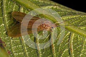 Adult Caddisfly Insect photo