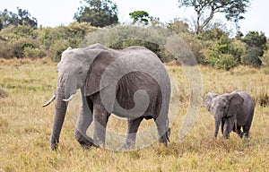 Adult and calf African elephants, Loxodonta africana, walking in landscape with tall grass and green trees in background