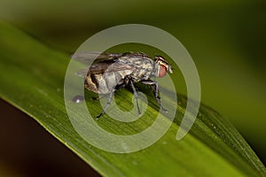 Adult Calyptrate Fly