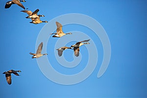 Adult canada geese Branta canadensis flying in a V formation in a blue sky, Wausau, Wisconsin