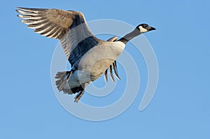 Adult Canada goose in flight on sunny winter afternoon