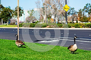 Adult Canadian goose flock on the green grass next to the urban road. Blurred Goose and Goslings crossing sign in background.