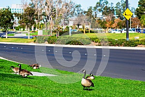 Adult Canadian goose rest on the green grass next to the urban road. Blurred Goose and Goslings crossing sign in background. Urban