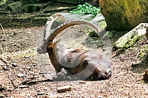 Adult Capricorn with big horns rests in the sun