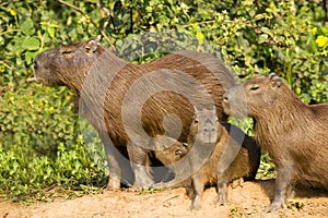 Adult Capybara and Various Aged Juveniles