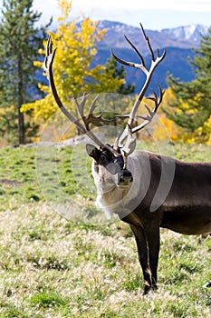 Adult Caribou Portrait