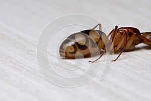 Adult Carpenter Ant