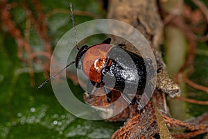 Adult Case-bearing Leaf Beetle