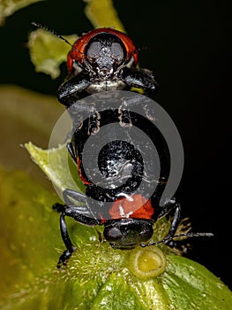 Adult Case-bearing Leaf Beetles