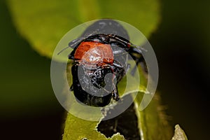 Adult Case-bearing Leaf Beetles