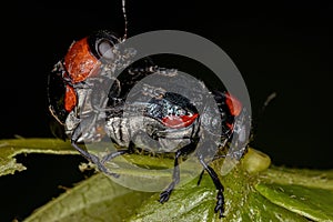 Adult Case-bearing Leaf Beetles