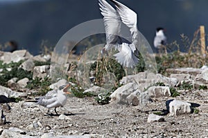 Adult Caspian Tern, Hydroprogne caspia, with fish for young