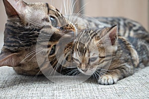 An adult cat caresses its Bengal kitten