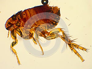Adult cat flea under microscope 40x magnification photo