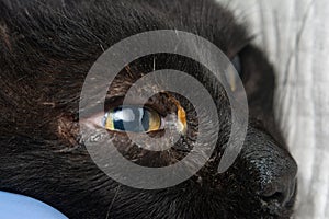 Adult cat with herpesvirus infection and purulent conjunctivitis