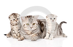 Adult cat with kittens. isolated on white background