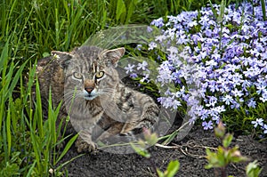 Adult cat lies on the ground with flowers in the summer afternoon