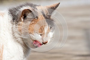 An adult cat with light fur licks his nose.