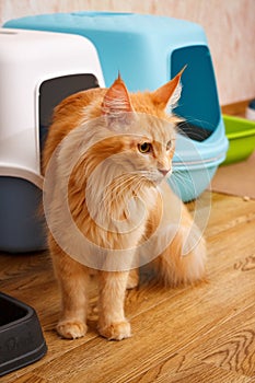 An adult cat of the Maine Coon breed against the background of a cat`s toilet. Cat color Red tiger