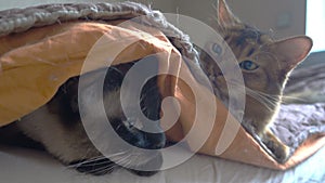 Adult cat mekong bobtail and somali.Pets lie on a bed, one on a blanket the other on a blanket, Kitten touches an adult