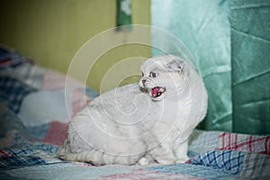 Adult cat pedigree Scottish chinchilla straight ears