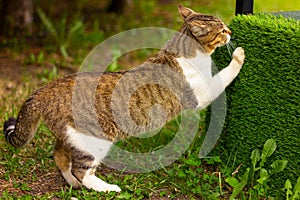 Adult cat playing on the grass on the lawn. pets, feline family