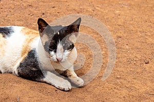 Adult cat resting at ground