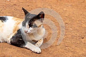 Adult cat resting at ground