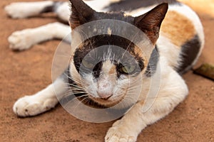 Adult cat resting at ground