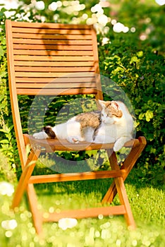 Adult cat rests on wooden chair in garden