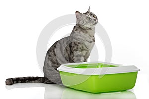 Adult cat sitting behind a litter box