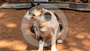 Adult cat sitting at ground