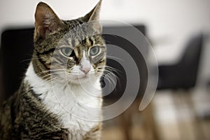 Adult cat sitting innocently at home and looking ahead