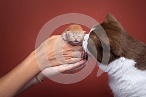 adult cat smelling newborn kitten