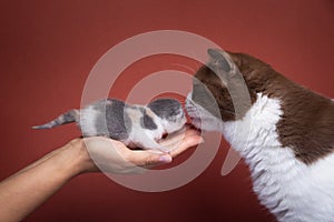 adult cat smelling newborn kitten