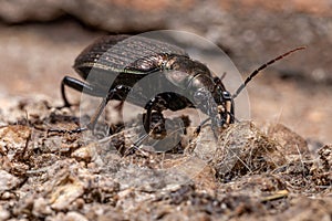 Adult Caterpillar hunter Beetle photo