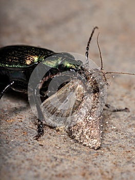 Adult Caterpillar hunter Beetle preying on a moth photo