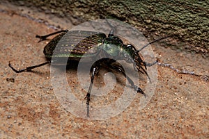 Adult Caterpillar hunter Beetle photo