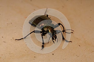Adult Caterpillar hunter Beetle photo