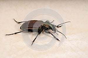 Adult Caterpillar hunter Beetle photo