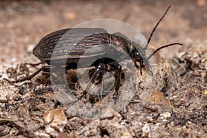 Adult Caterpillar hunter Beetle photo