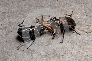 Adult Caterpillar hunter Beetles disputing the predation of a grasshopper photo