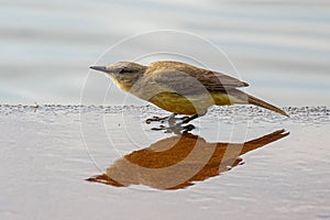 Adult Cattle Tyrant Bird