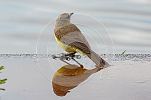 Adult Cattle Tyrant Bird